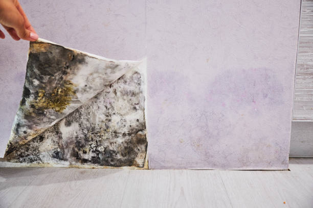 Best Crawl Space Mold Removal  in Snowmass Village, CO